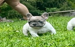 French Bulldog dogs for sale: Milton - Image 1