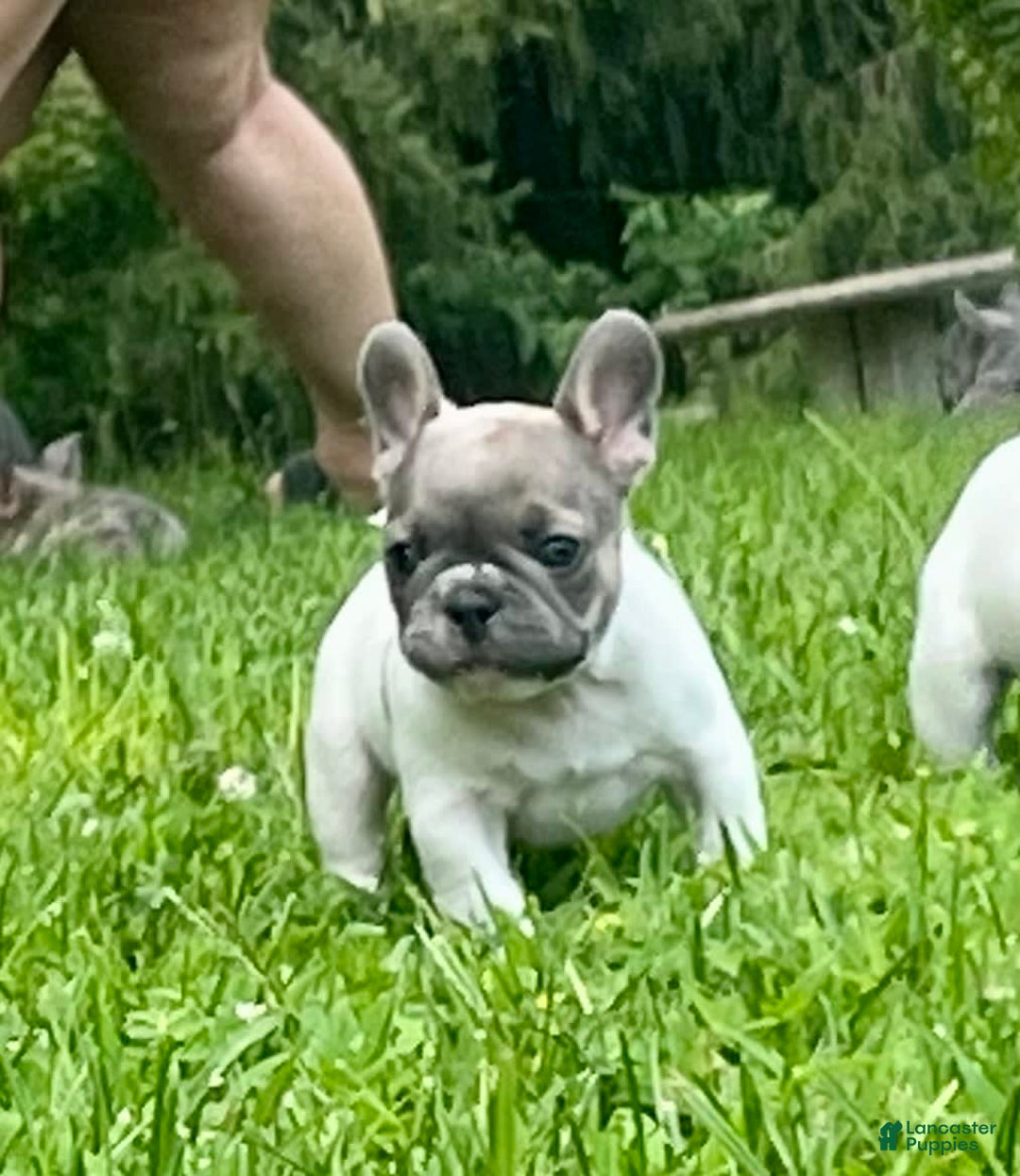French Bulldog dogs for sale: Milton - Image 1