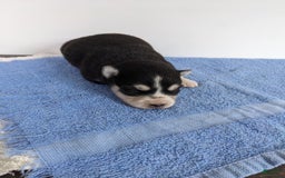 Alaskan Klee Kai dogs for sale: Lexi - Image 3