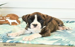 Boxer dogs for sale: Rufus - Image 3