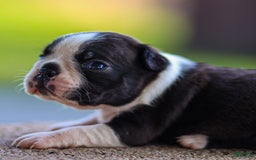 Boston Terrier dogs for sale: Daffodil - Image 4