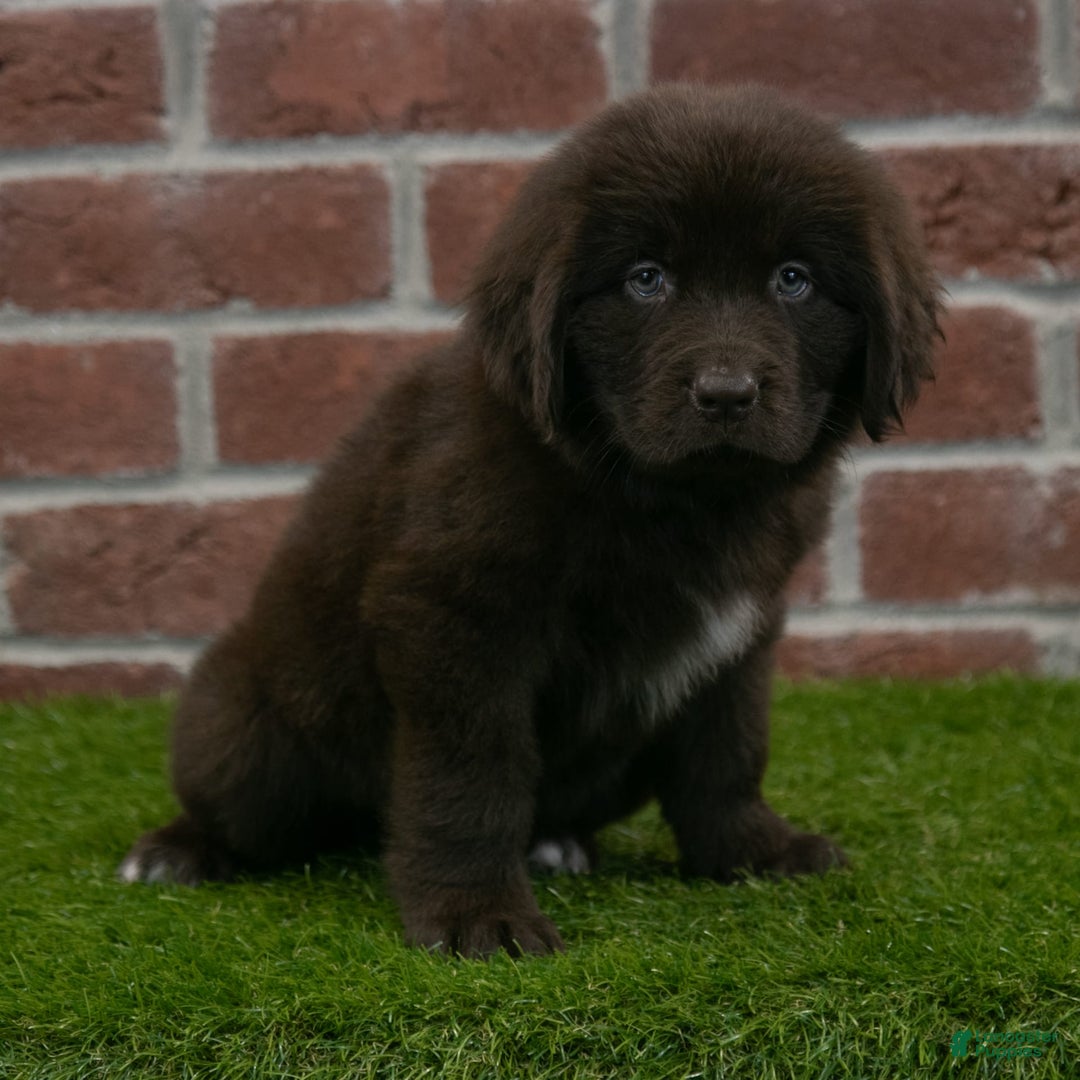 Newfoundland dogs for sale: Rosie - Image 6
