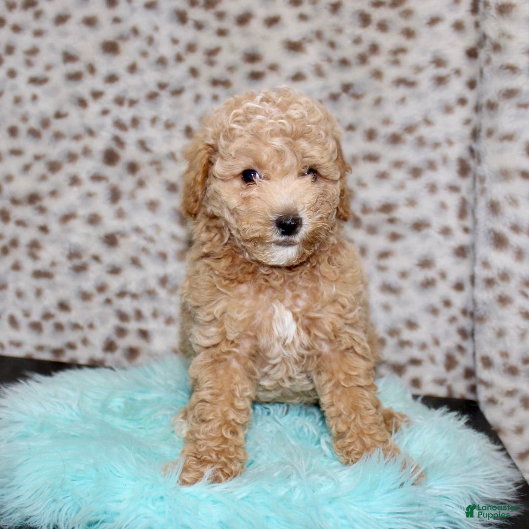 Miniature Poodle dogs for sale: Charles - Image 1