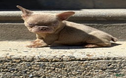 French Bulldog dogs for sale: Crisean boy 3 - Image 2