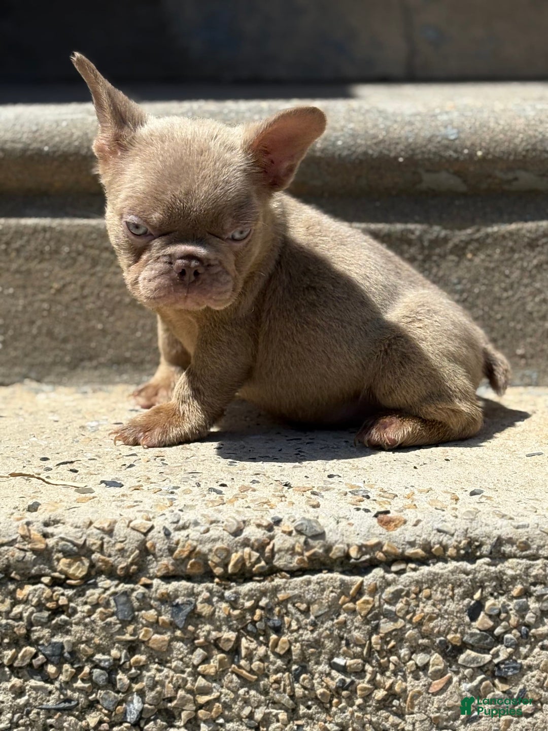 French Bulldog dogs for sale: Crisean boy 3 - Image 2