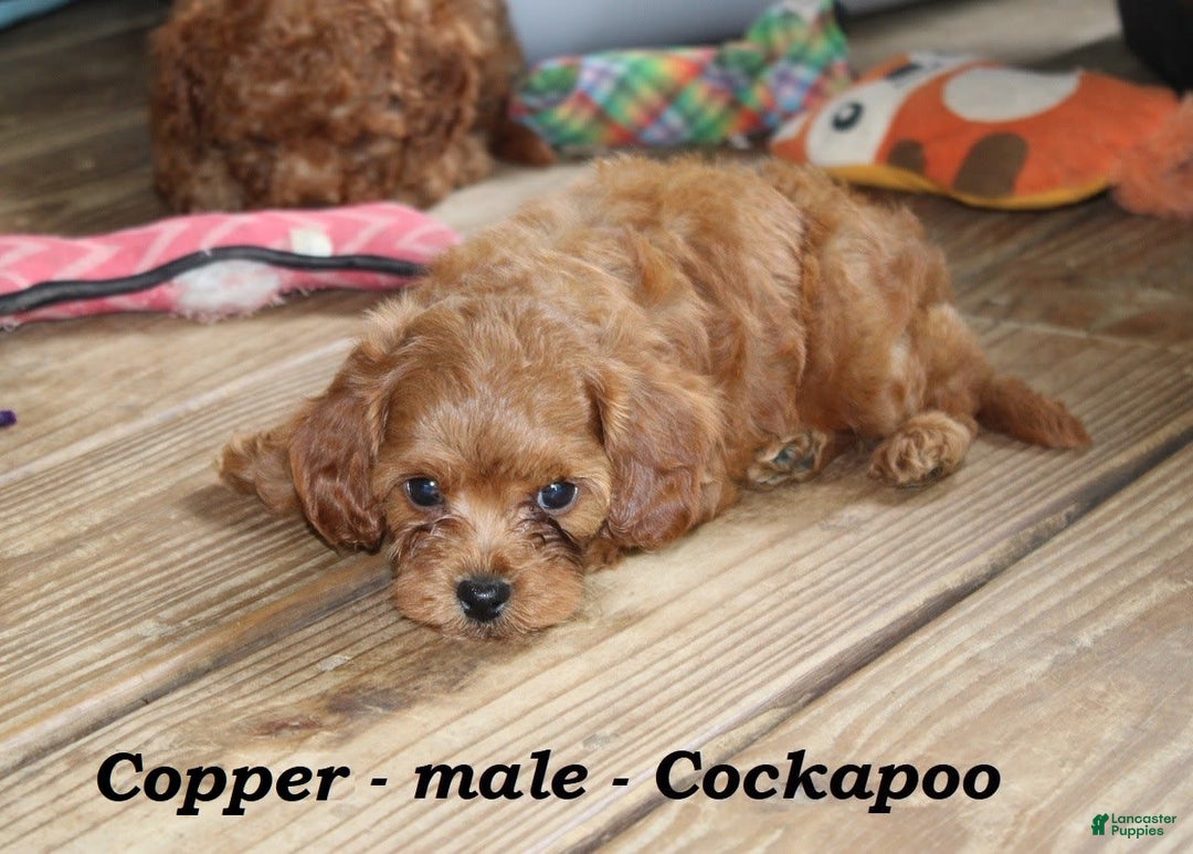 Cockapoo dogs for sale: Copper - Image 1