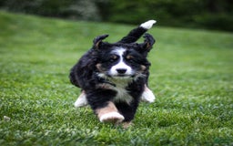 Mini Bernedoodle dogs for sale: Rue - Image 8