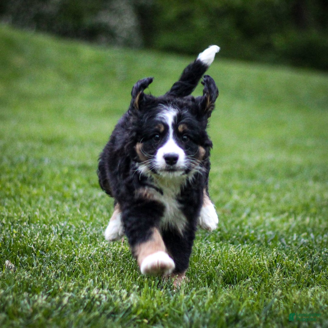 Mini Bernedoodle dogs for sale: Rue - Image 8