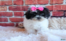 Bichpoo dogs for sale: Baby Doll - Image 19