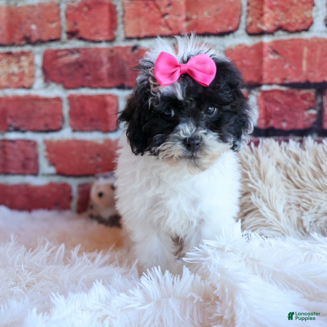 Bichpoo dogs for sale: Baby Doll - Image 19