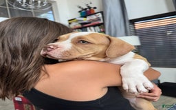 American Bully dogs for sale: Bella - Image 14