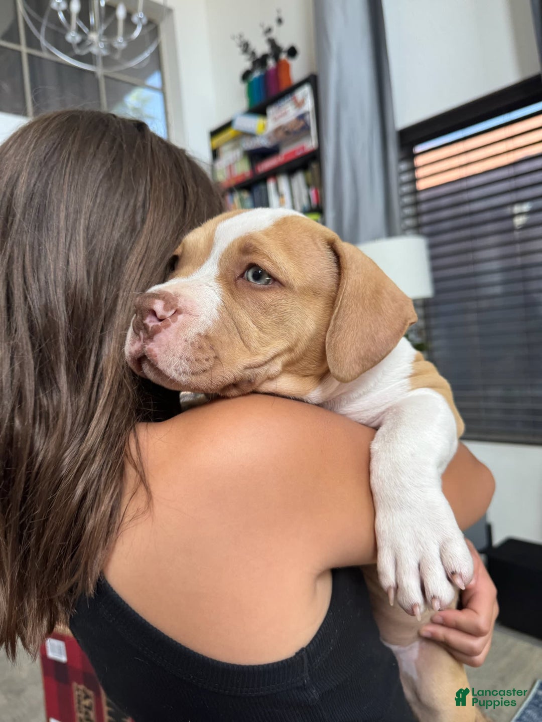 American Bully dogs for sale: Bella - Image 14