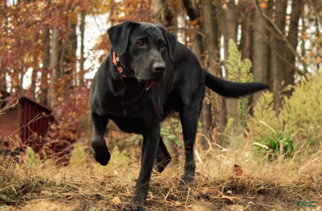 Labrador Retriever dogs for sale: Female Yellow Blue Collar - Image 7