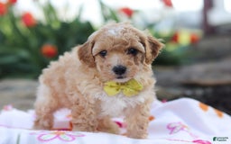 Miniature Poodle dogs for sale: Jazz - Image 2