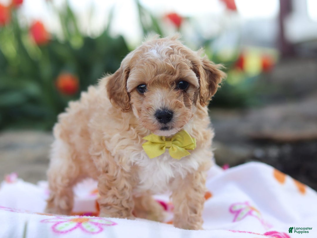 Miniature Poodle dogs for sale: Jazz - Image 2
