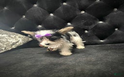 Yorkshire Terrier dogs for sale: Patrick Starr - Image 33