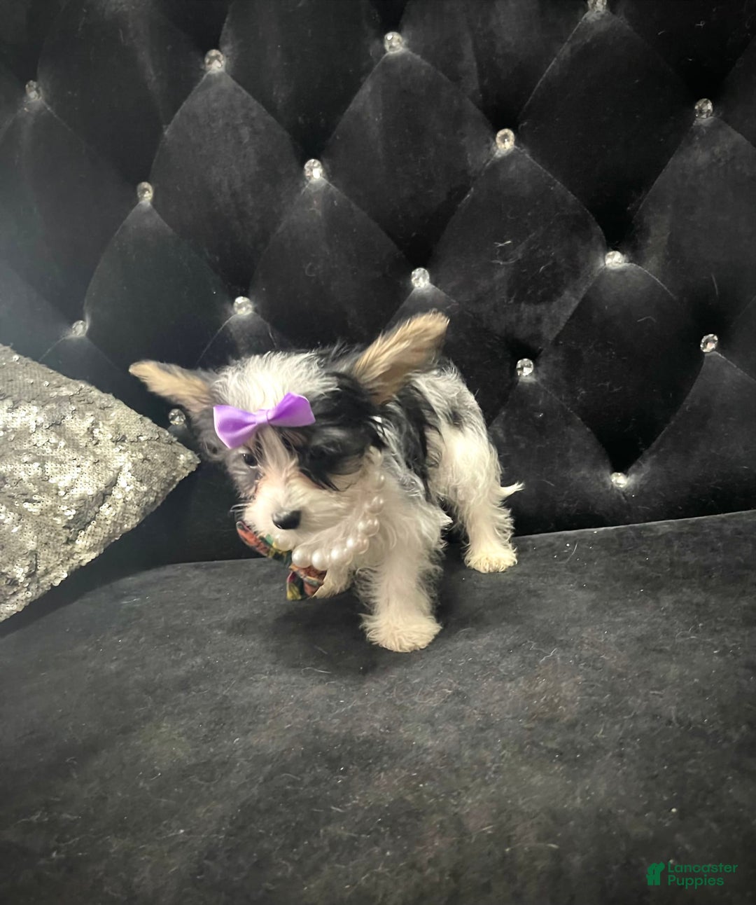 Yorkshire Terrier dogs for sale: Patrick Starr - Image 33