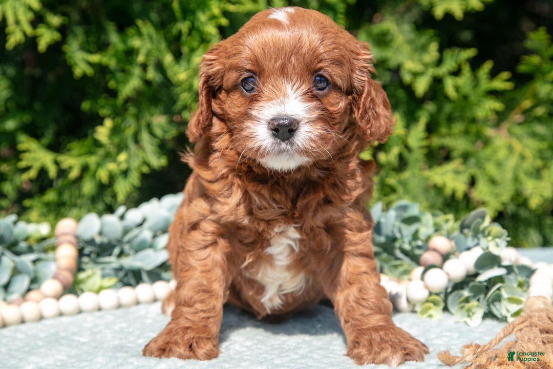 Cavapoo dogs for sale: Cali - Image 3