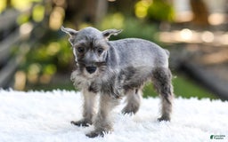 Miniature Schnauzer dogs for sale: Buddy - Image 4