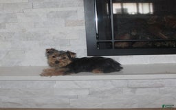 Yorkshire Terrier dogs for sale: Polly - Image 5