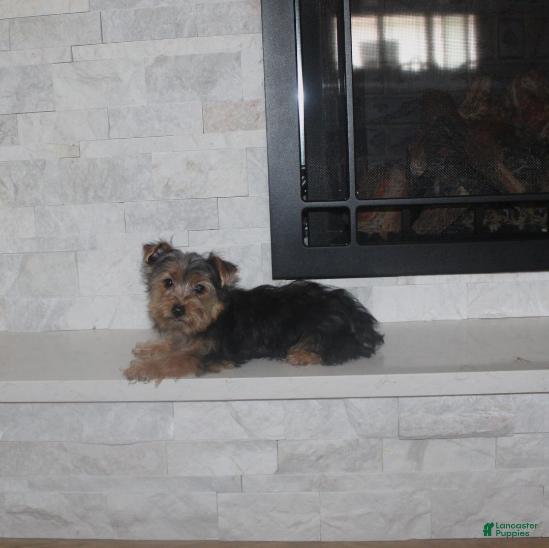 Yorkshire Terrier dogs for sale: Polly - Image 5