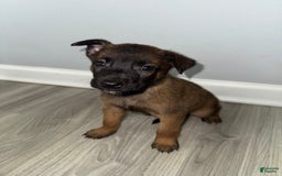 Belgian Malinois dogs for sale: Bruno - Image 1