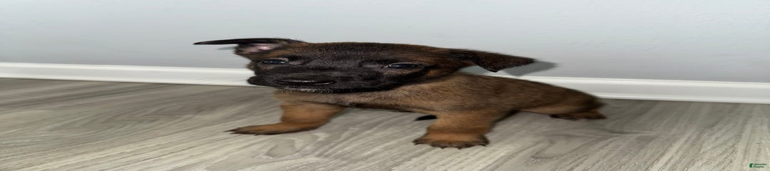 Bruno