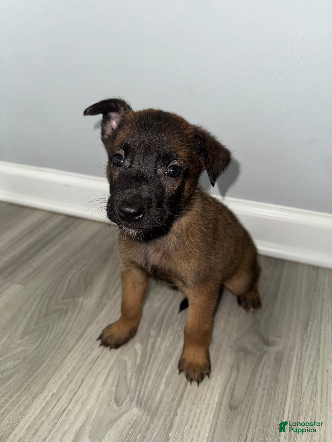 Belgian Malinois dogs for sale: Bruno - Image 1