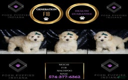 Maltipoo dogs for sale: Mochi - Image 3