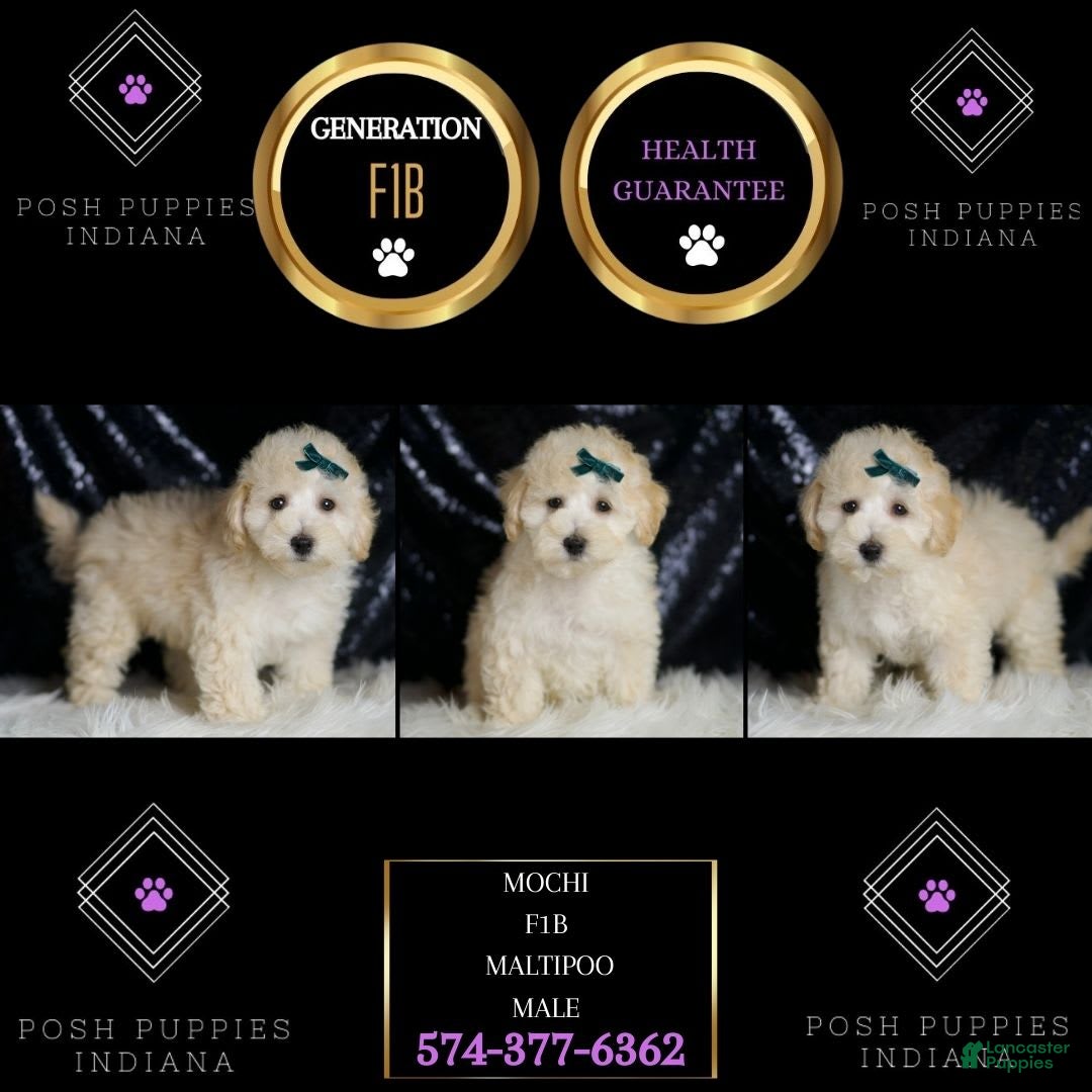 Maltipoo dogs for sale: Mochi - Image 3