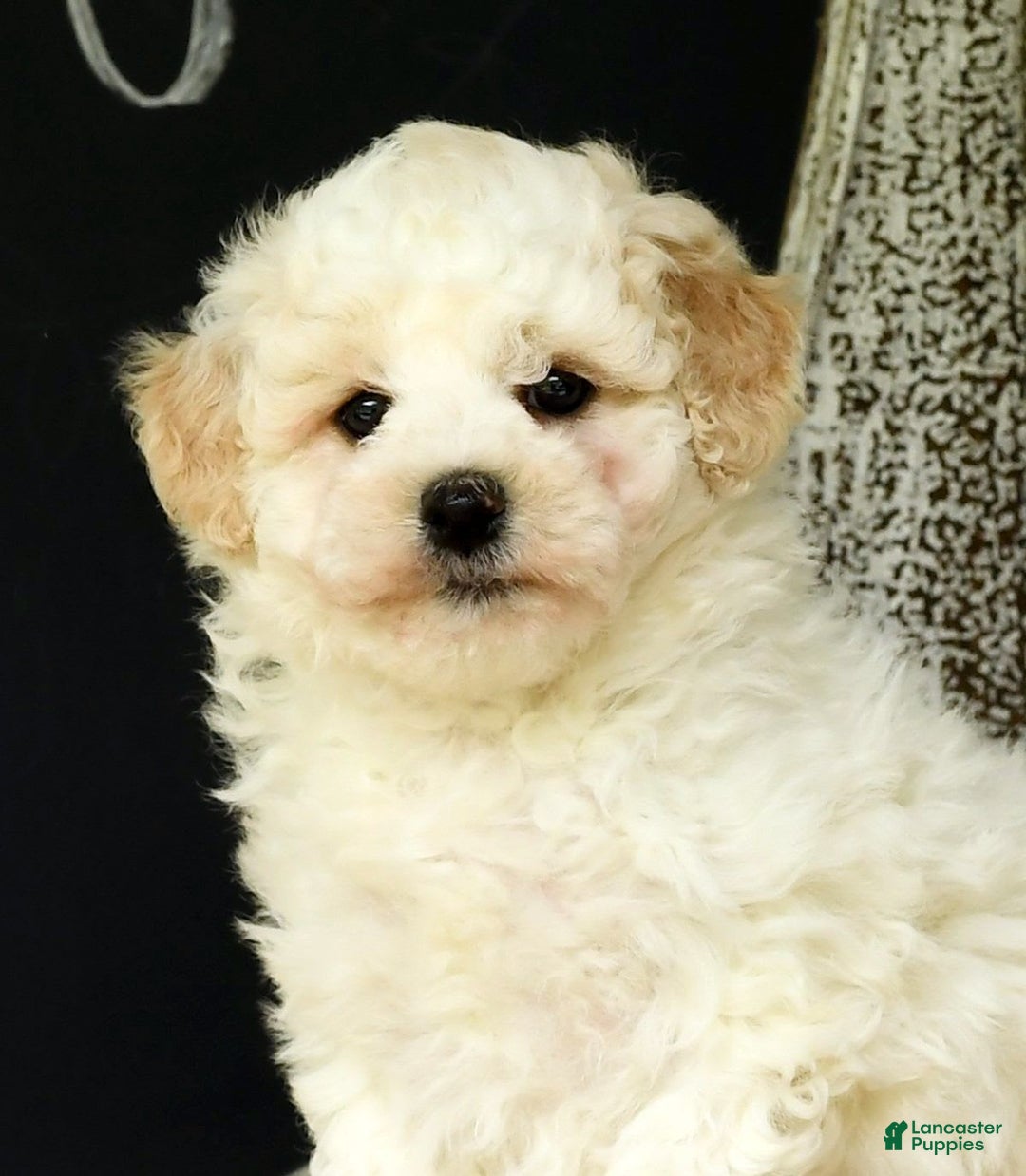 Havapoo dogs for sale: Rover - Image 5