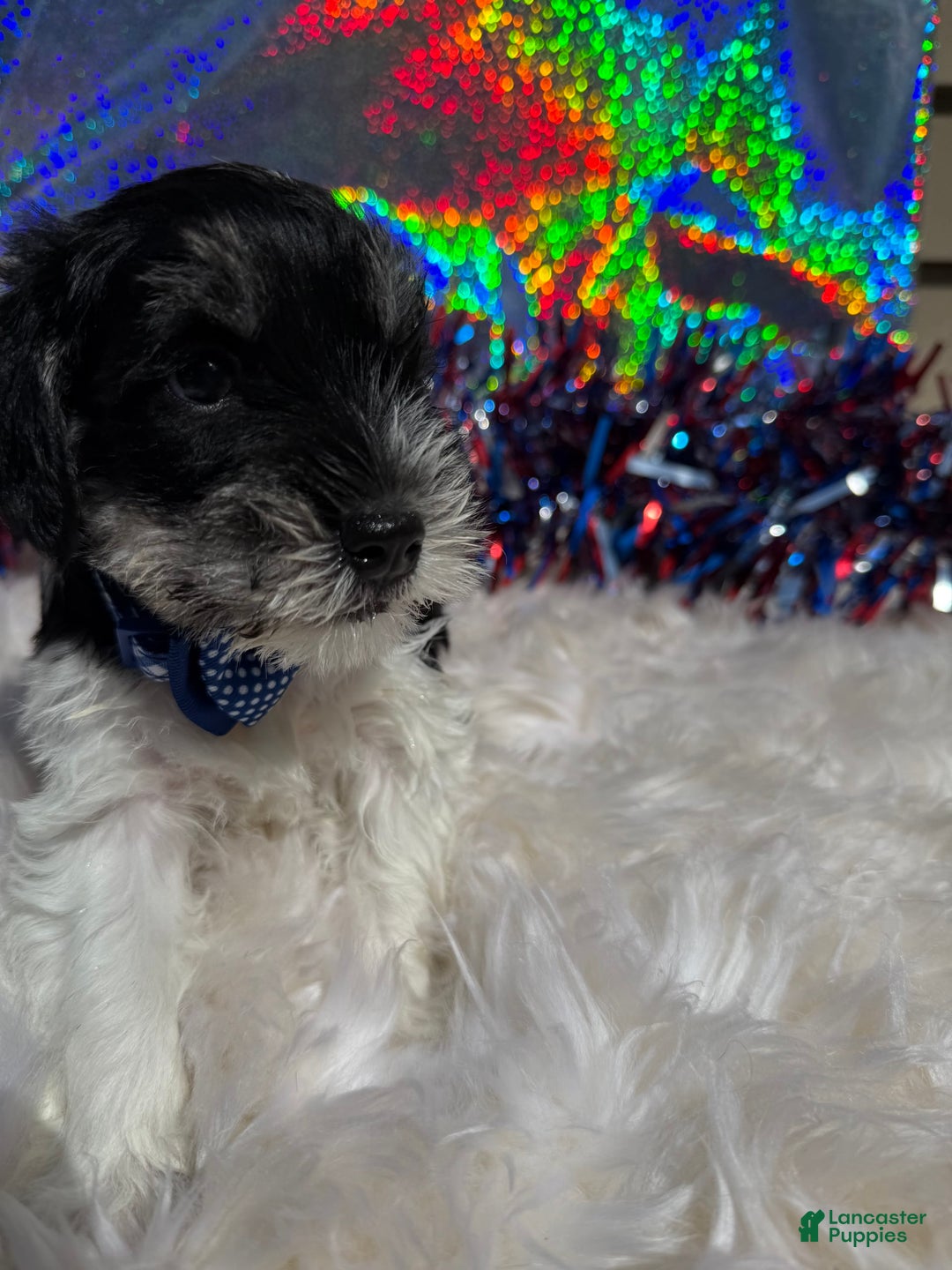 Miniature Schnauzer dogs for sale: Halo - Image 6