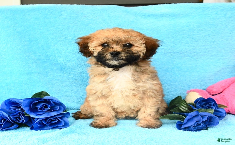 Shihpoo dogs for sale - Ad 2
