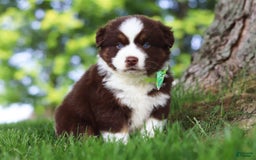 Australian Shepherd dogs for sale: Snorkel - Image 8