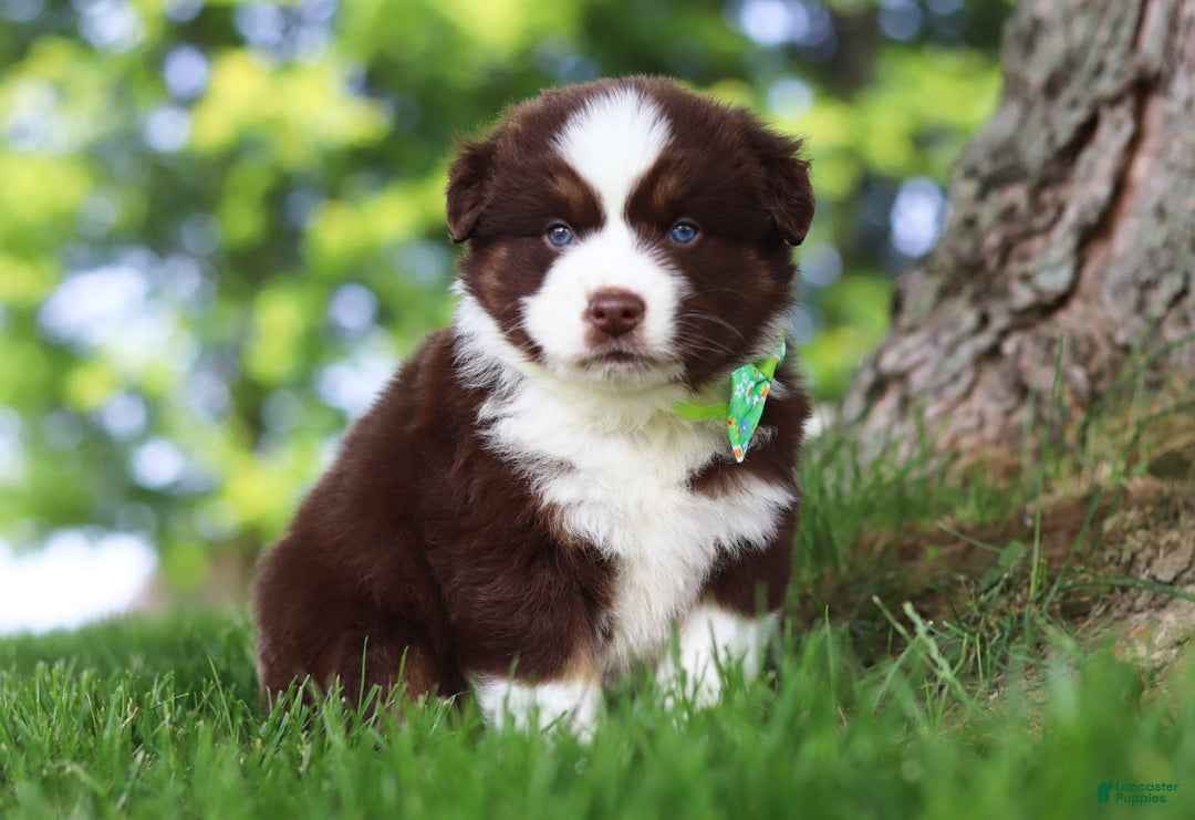 Australian Shepherd dogs for sale: Snorkel - Image 8