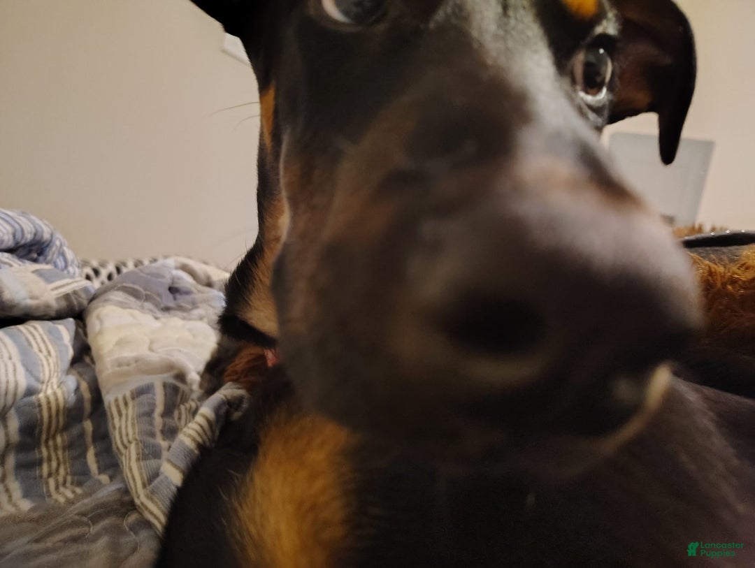 Doberman Pinscher dogs for sale: Fierren - Image 6