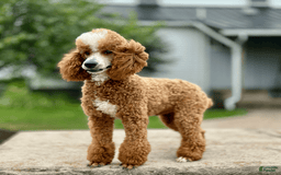 Mini Goldendoodle dogs for sale: Lucy - Image 7