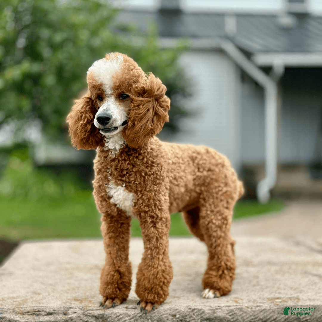 Mini Goldendoodle dogs for sale: Lucy - Image 7