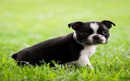 Boston Terrier dogs for sale: Pearl - Image 3