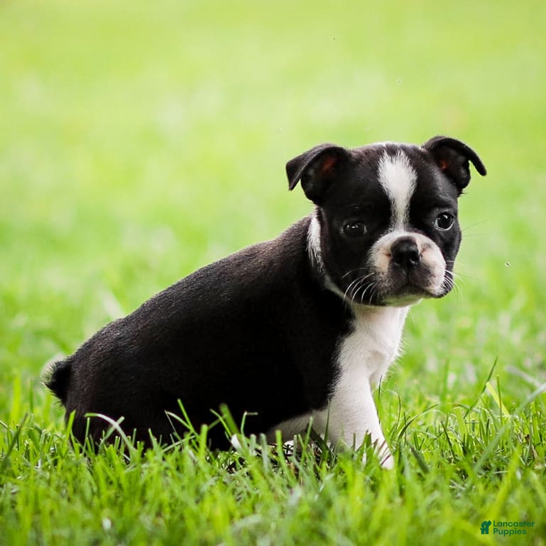 Boston Terrier dogs for sale: Pearl - Image 3