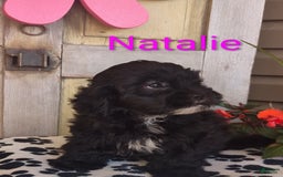 Shih Tzu dogs for sale: Natalie - Image 1