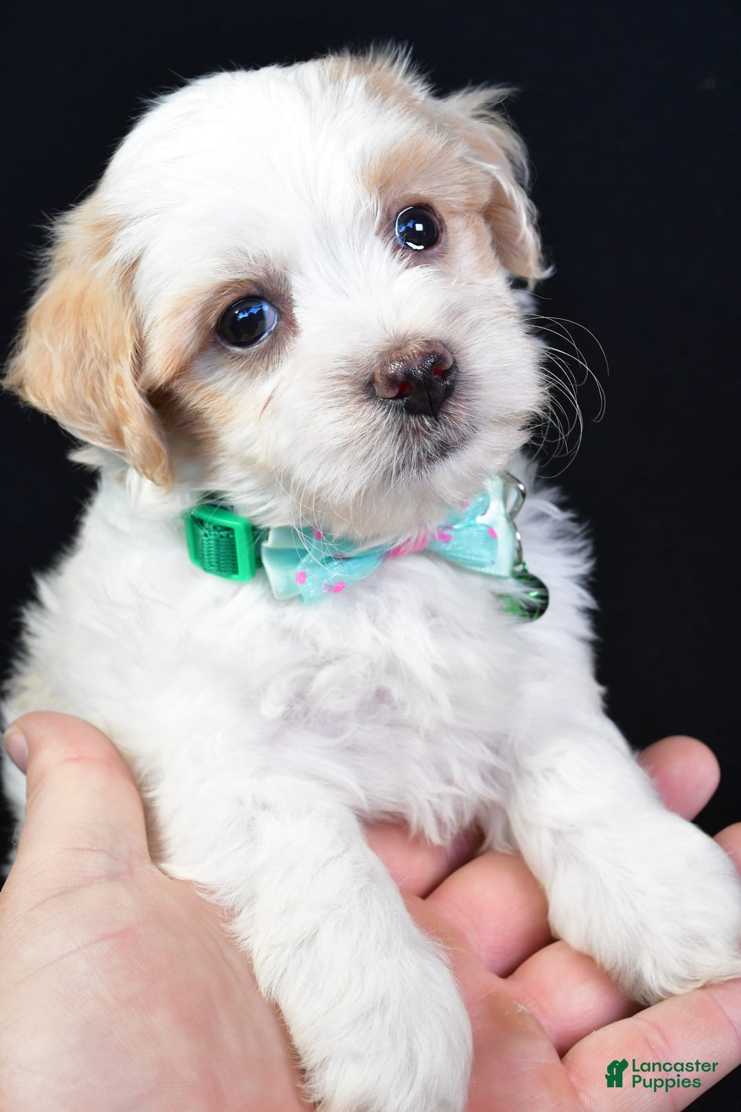 Maltipoo dogs for sale: Buddy - Image 8