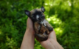 Morkie dogs for sale: Rare Gold Flame - Image 8