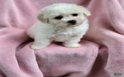 Bichpoo dogs for sale: Amelia - Image 7