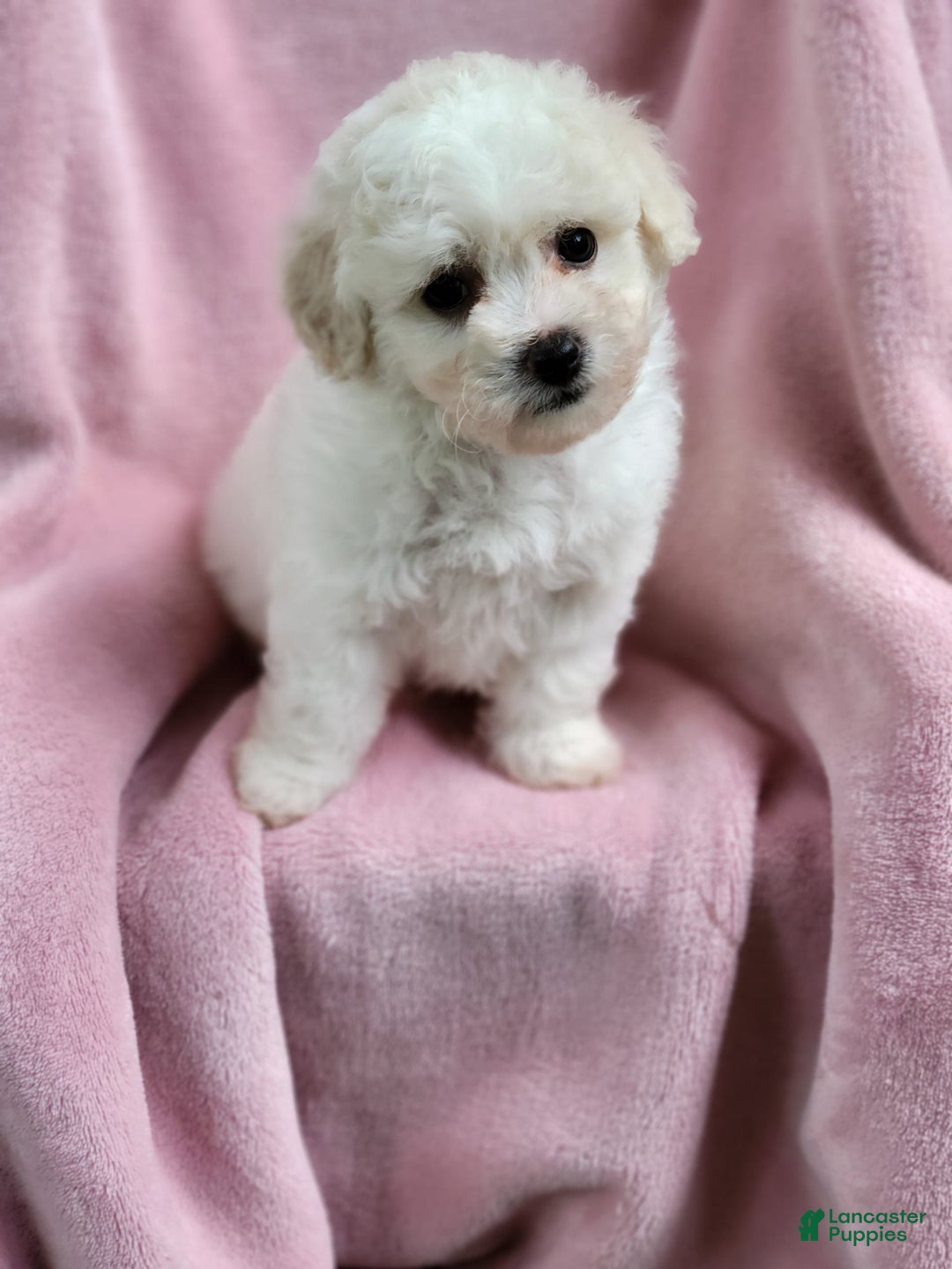 Bichpoo dogs for sale: Amelia - Image 7