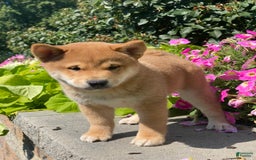 Shiba Inu dogs for sale: Ivy - Image 6