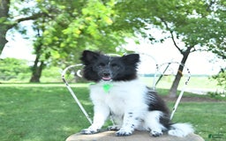 Pomeranian dogs for sale: Cody - Image 14
