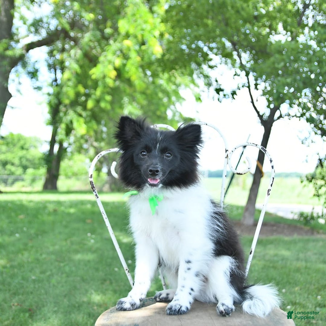 Pomeranian dogs for sale: Cody - Image 14