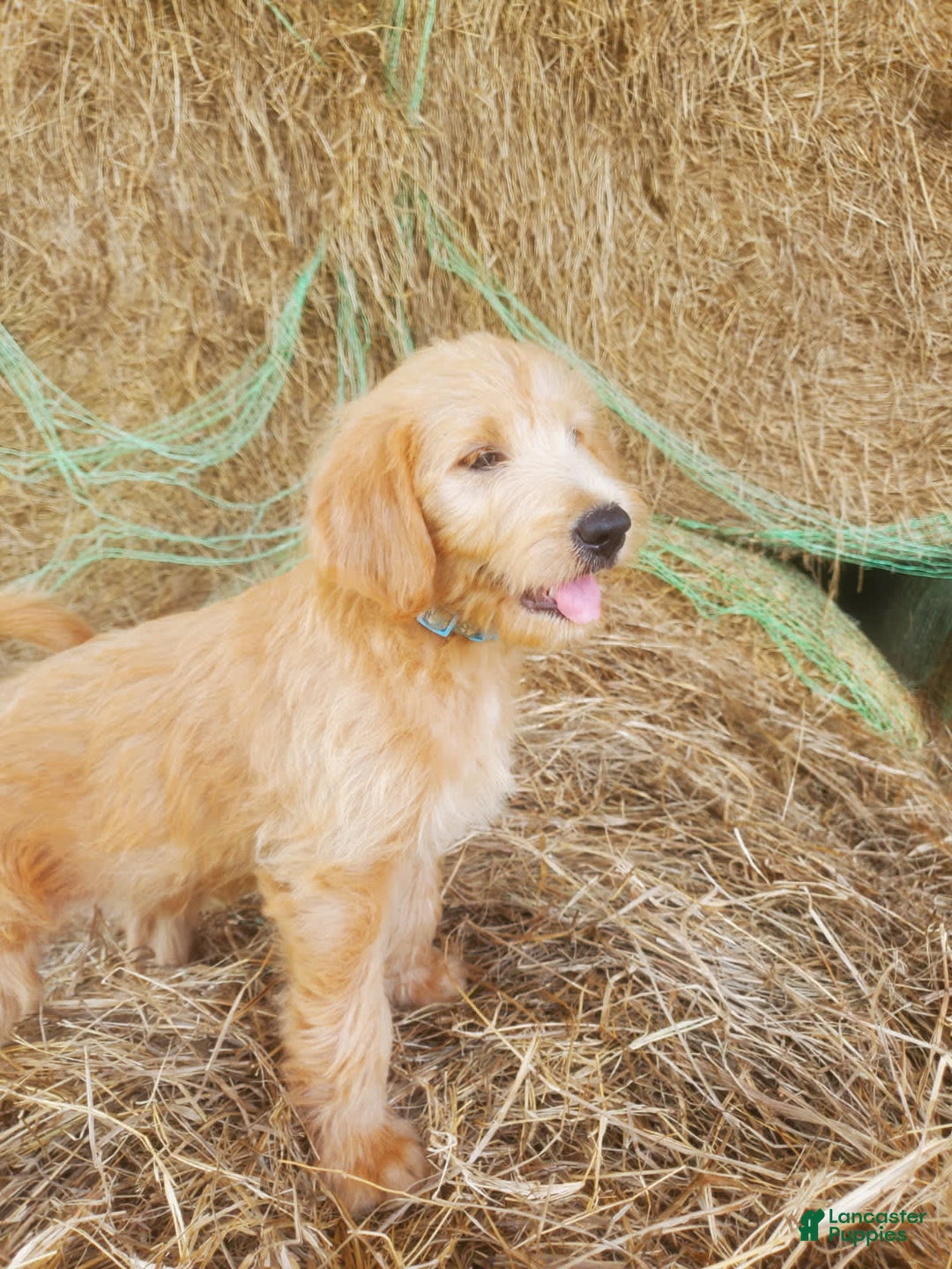 Labradoodle dogs for sale: Aria - Image 2
