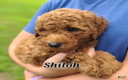 Bichpoo dogs for sale: Shiloh - Image 5